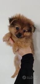 Ultimo cucciolo pomerania + volpino Spitz