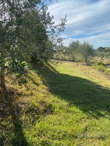 Terreno agricolo