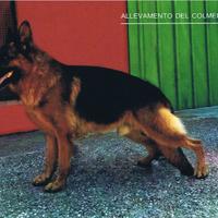 Zorro pastore tedesco