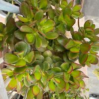 Pianta BABY Crassula Ovata “Jade plant”