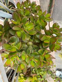 Pianta BABY Crassula Ovata “Jade plant”