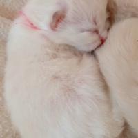 Ragdoll cuccioli con pedigreree