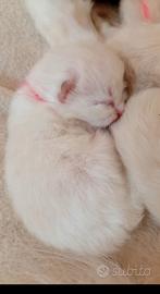 Ragdoll cuccioli con pedigreree