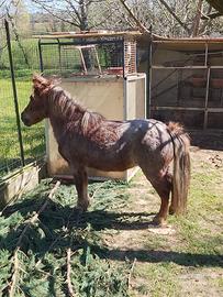Pony femmina