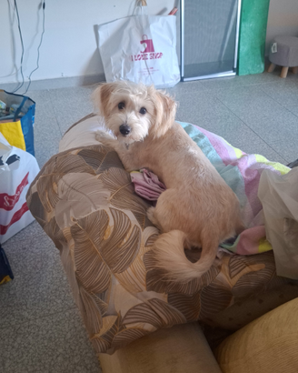 Cucciola maltipo