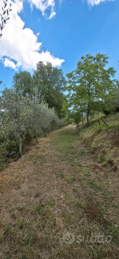 Terreno con uliveto - Vista 5