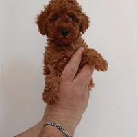 Barboncino toy red femmina e maschio