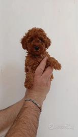 Barboncino toy red femmina e maschio