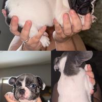 Cuccioli di bulldog francese