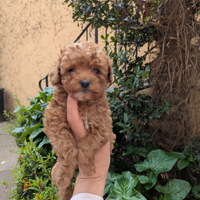 Brando barboncino toy red