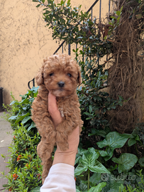 Brando barboncino toy red