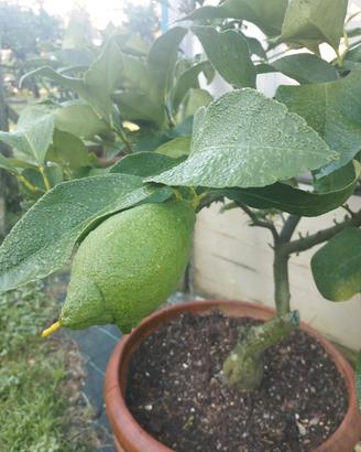 limone 