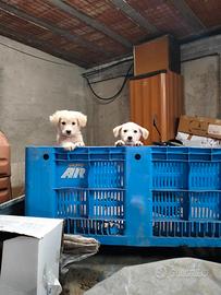 Una casa per due randagini