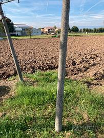 Pali in cemento per vigneto