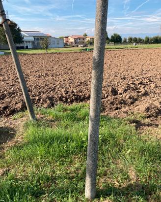 Pali in cemento per vigneto