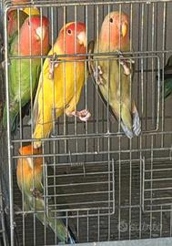 Inseparabili