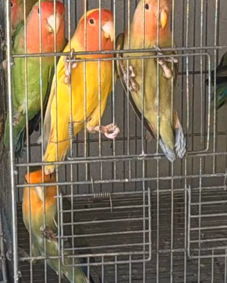 Inseparabili