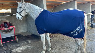Cavallo ungherese