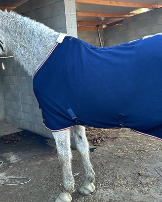 Cavallo ungherese