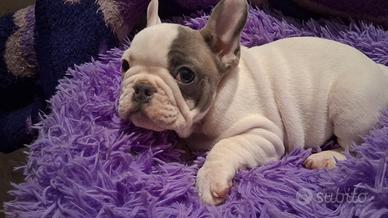 Bulldog francese