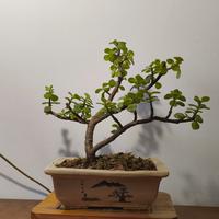 shion bonsai