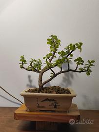 shion bonsai