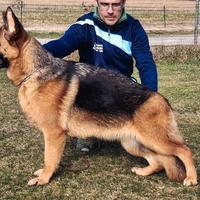 Femmina pastore tedesco di 9 mesi