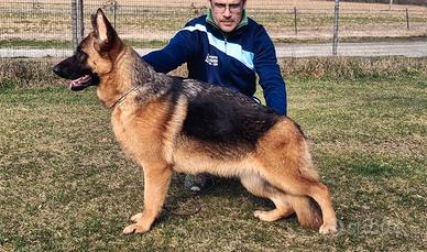 Femmina pastore tedesco di 9 mesi