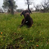 Cucciolo labrador