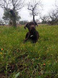 Cucciolo labrador