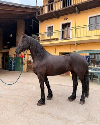 Cavalla Frisona 8 anni