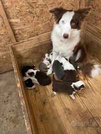 Cuccioli di Border collie