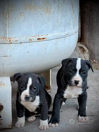 Cucciolo American Putbull Maschio- pronto 27aprile