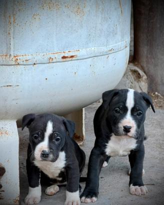 Cucciolo American Putbull Maschio- pronto 27aprile