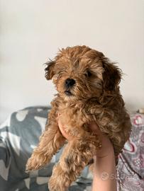 Femmina Maltipoo