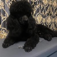 Barboncino Toy maschietto