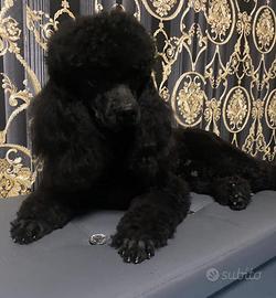 Barboncino Toy maschietto