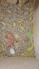 Pulli di inseparabile