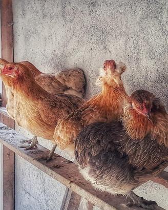 Galline Araucana