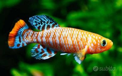 Killy fish