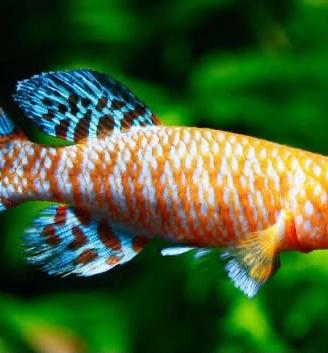Killy fish