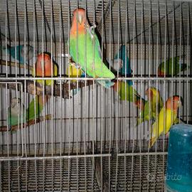 Inseparabili maschi e femmine 2025