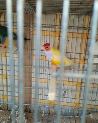 Diamanti di gould