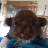 Cucciolo chihuahua