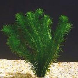 Piantina da acquario: Egeria Densa (Elodea) 