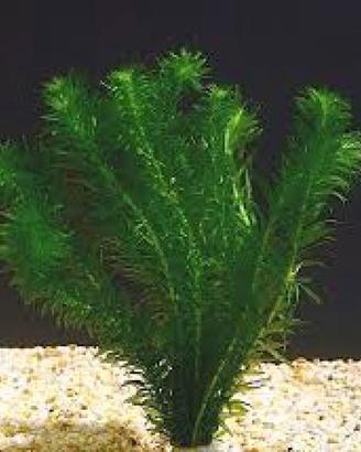 Piantina da acquario: Egeria Densa (Elodea) 