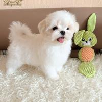 Dolcissimi cuccioli Maltese