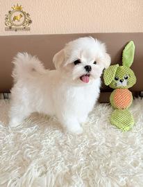 Dolcissimi cuccioli Maltese