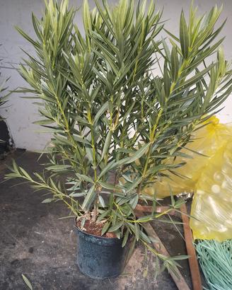 piante di oleandro 