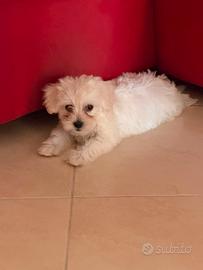 MALTIPOO 